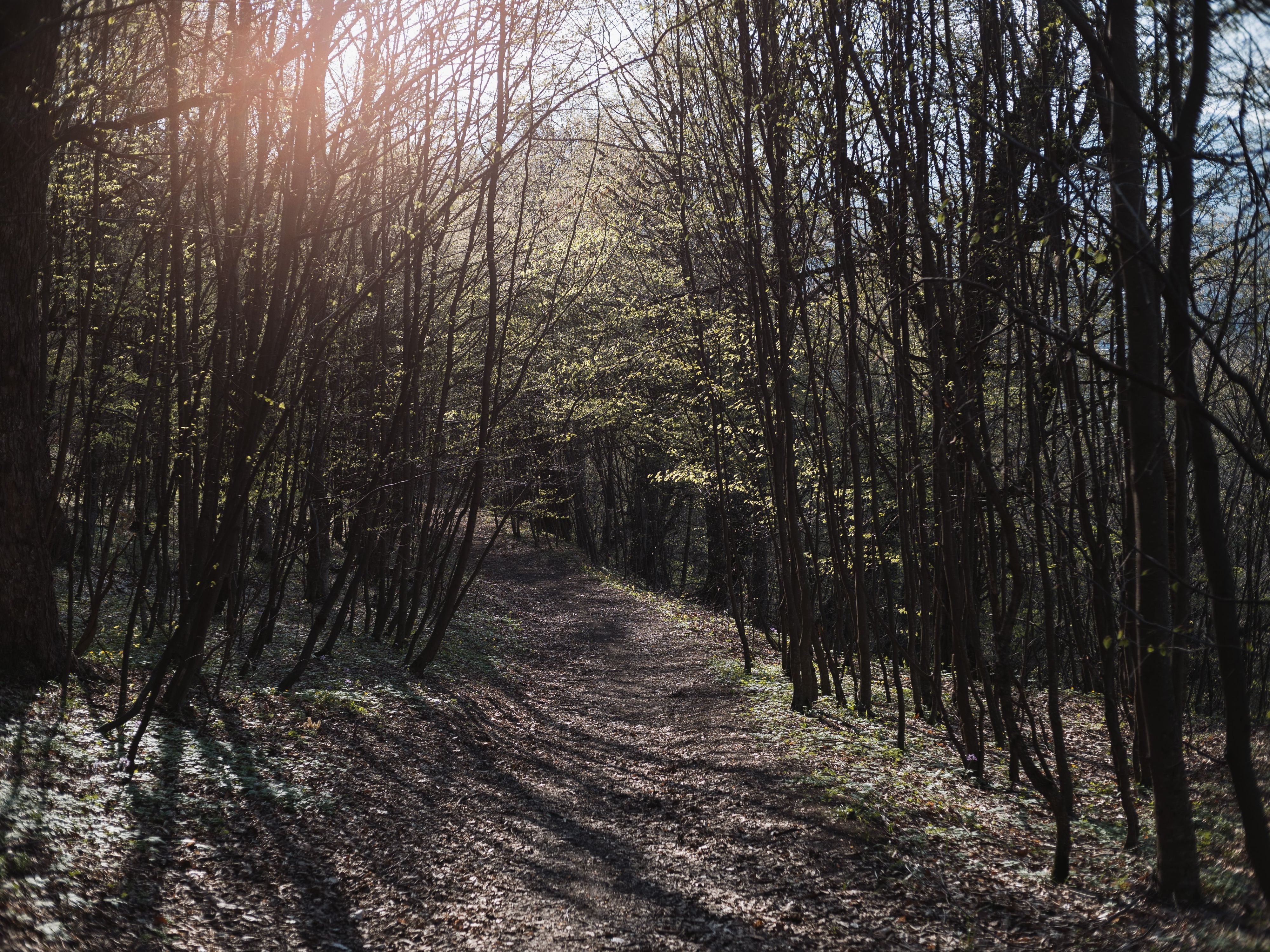 Первая зелень