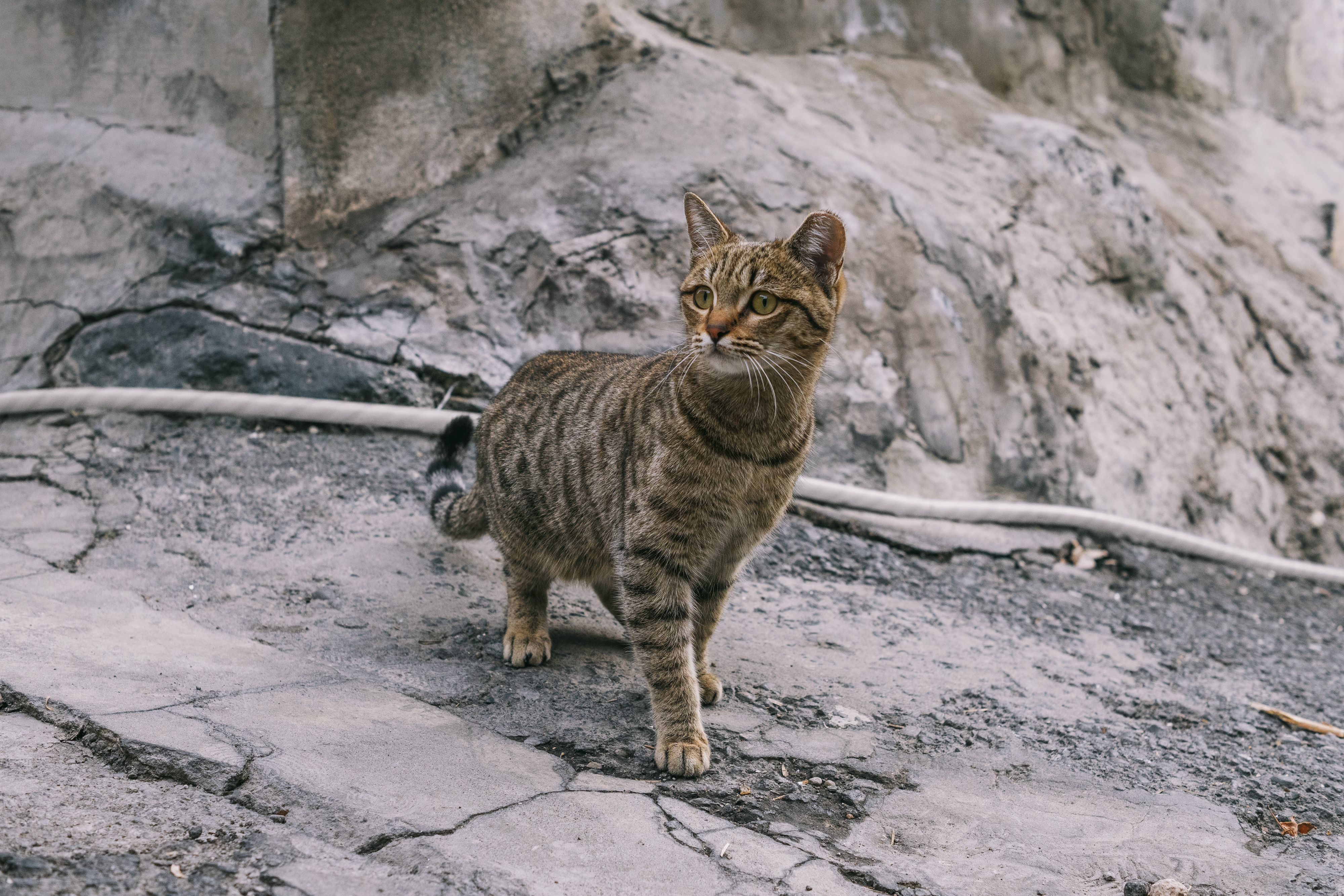 Котик из Конда