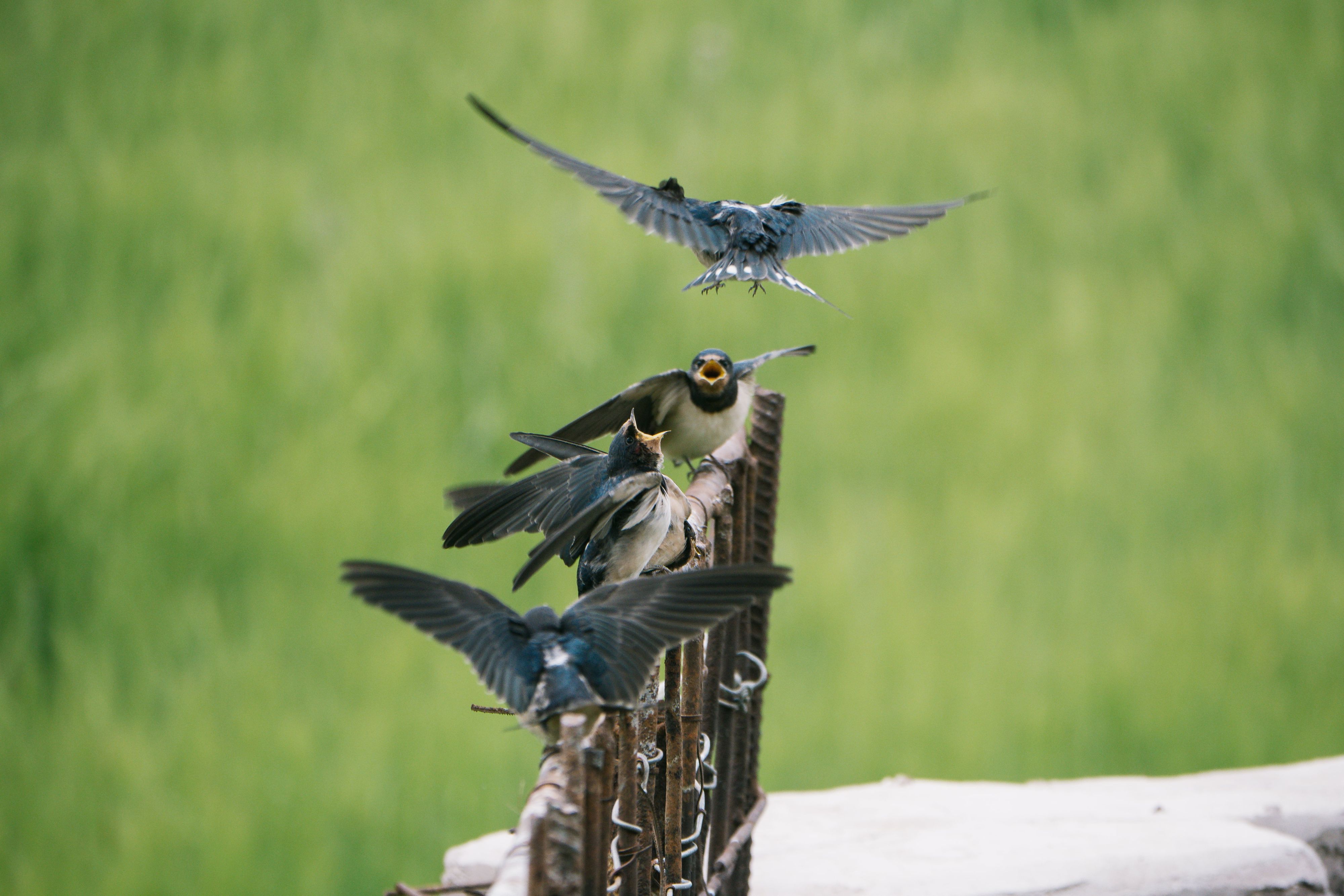 Молодые ласточки