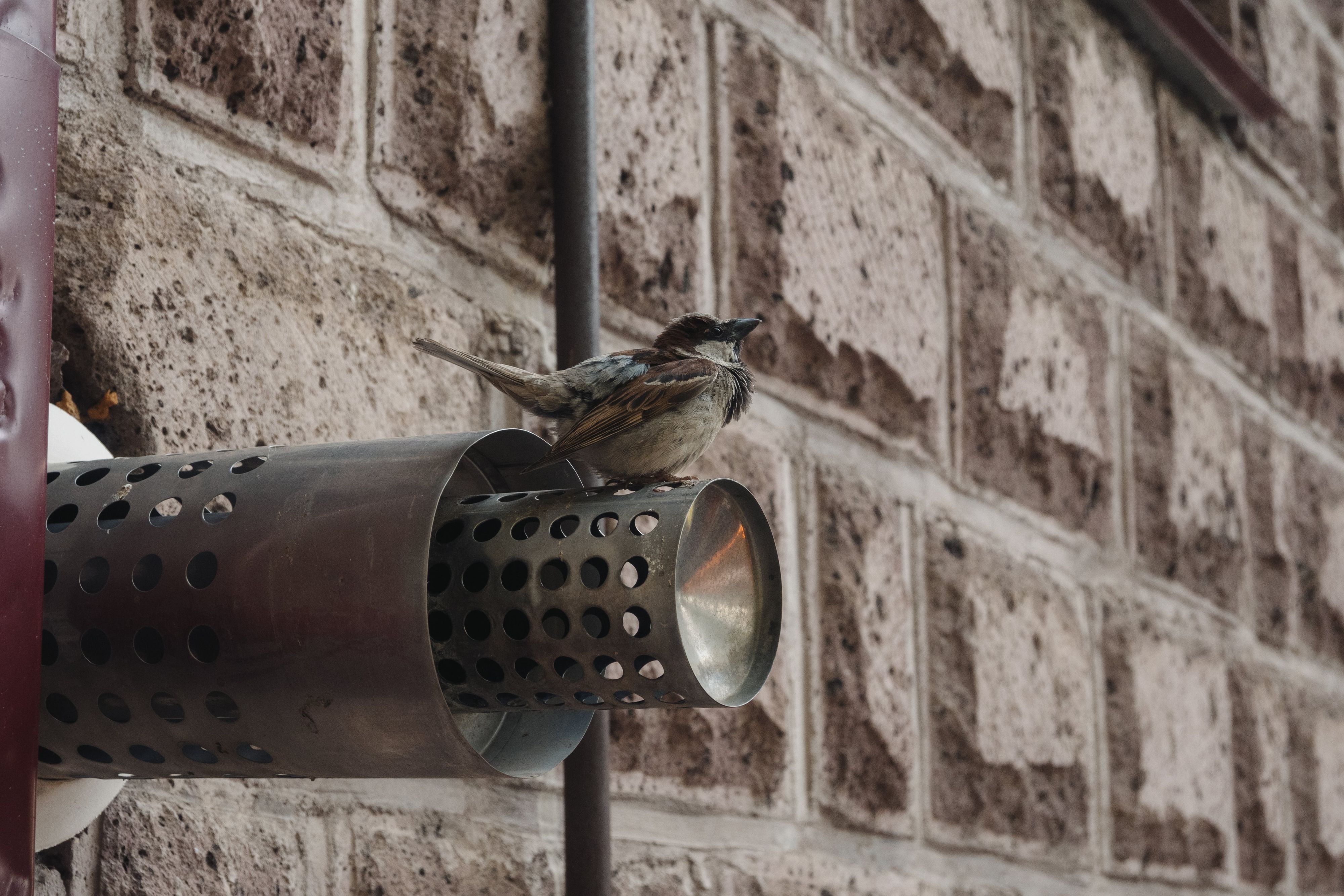 Воробей на трубе