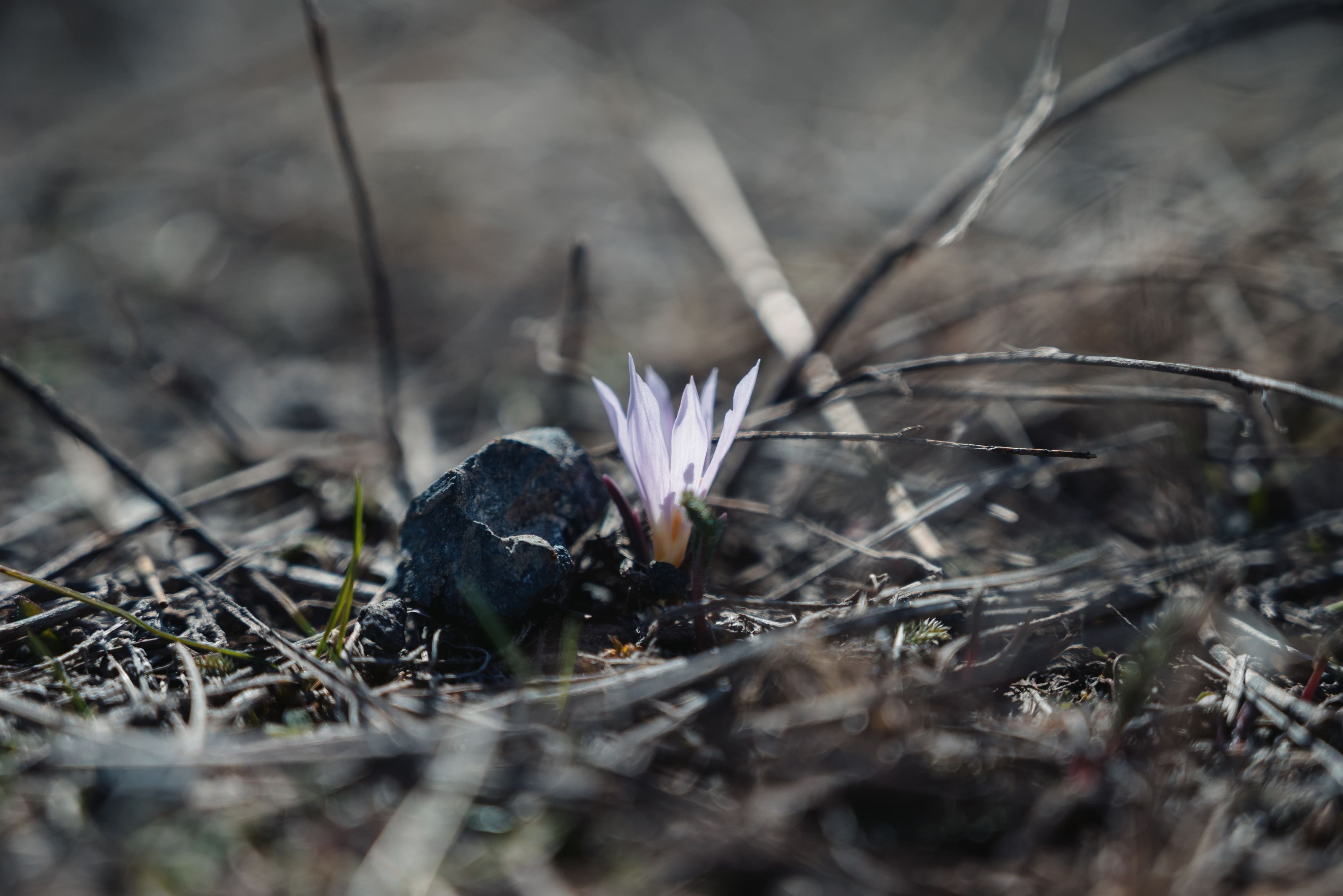 Первый цветок