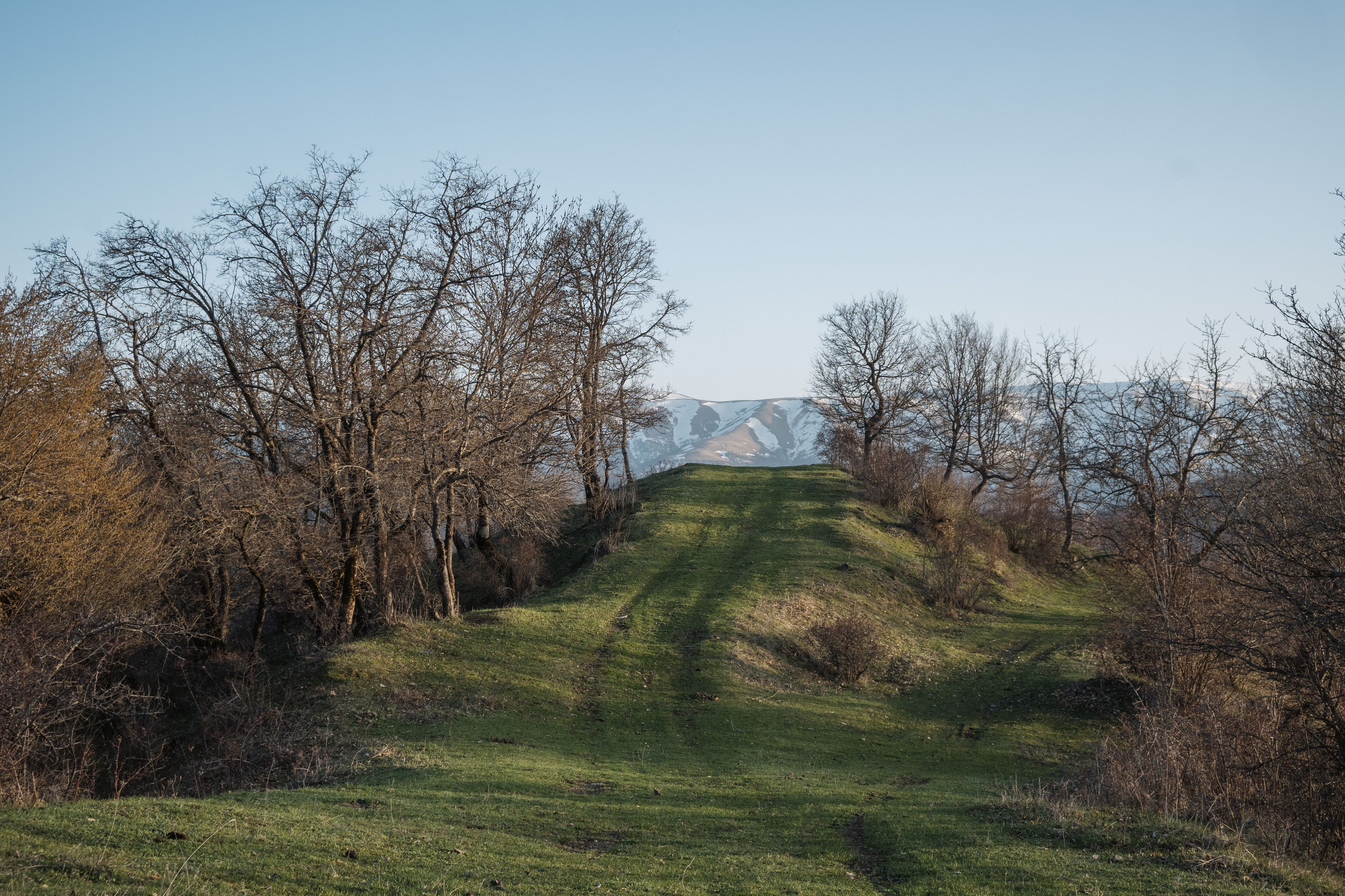Первая зелень на лесной дороге