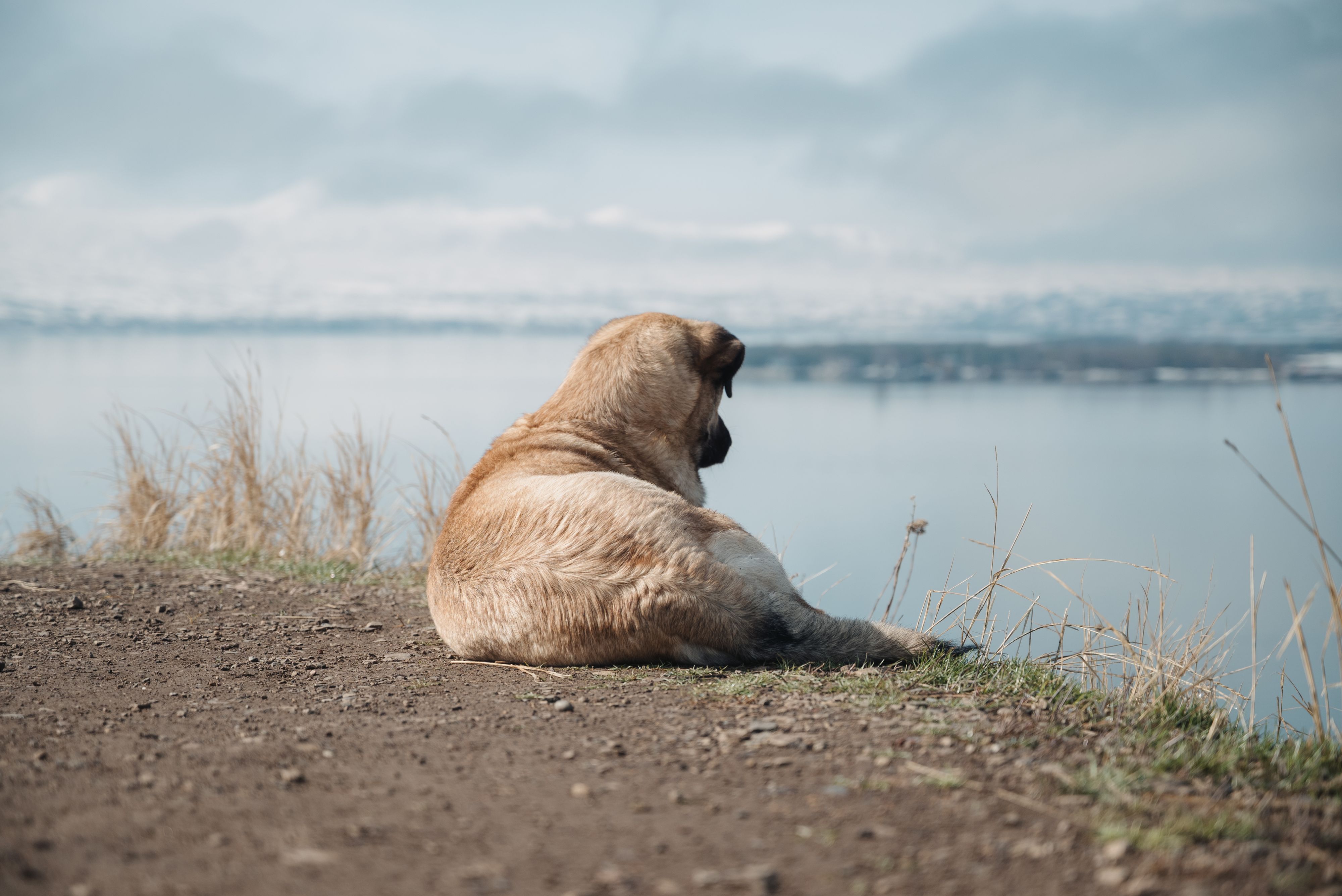 Задумчиво глядя на Севан