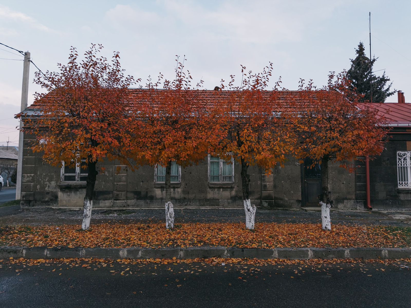 Огненные листья и чёрный туф