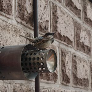 Воробей на трубе