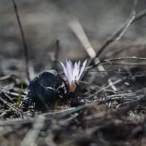 Первый цветок