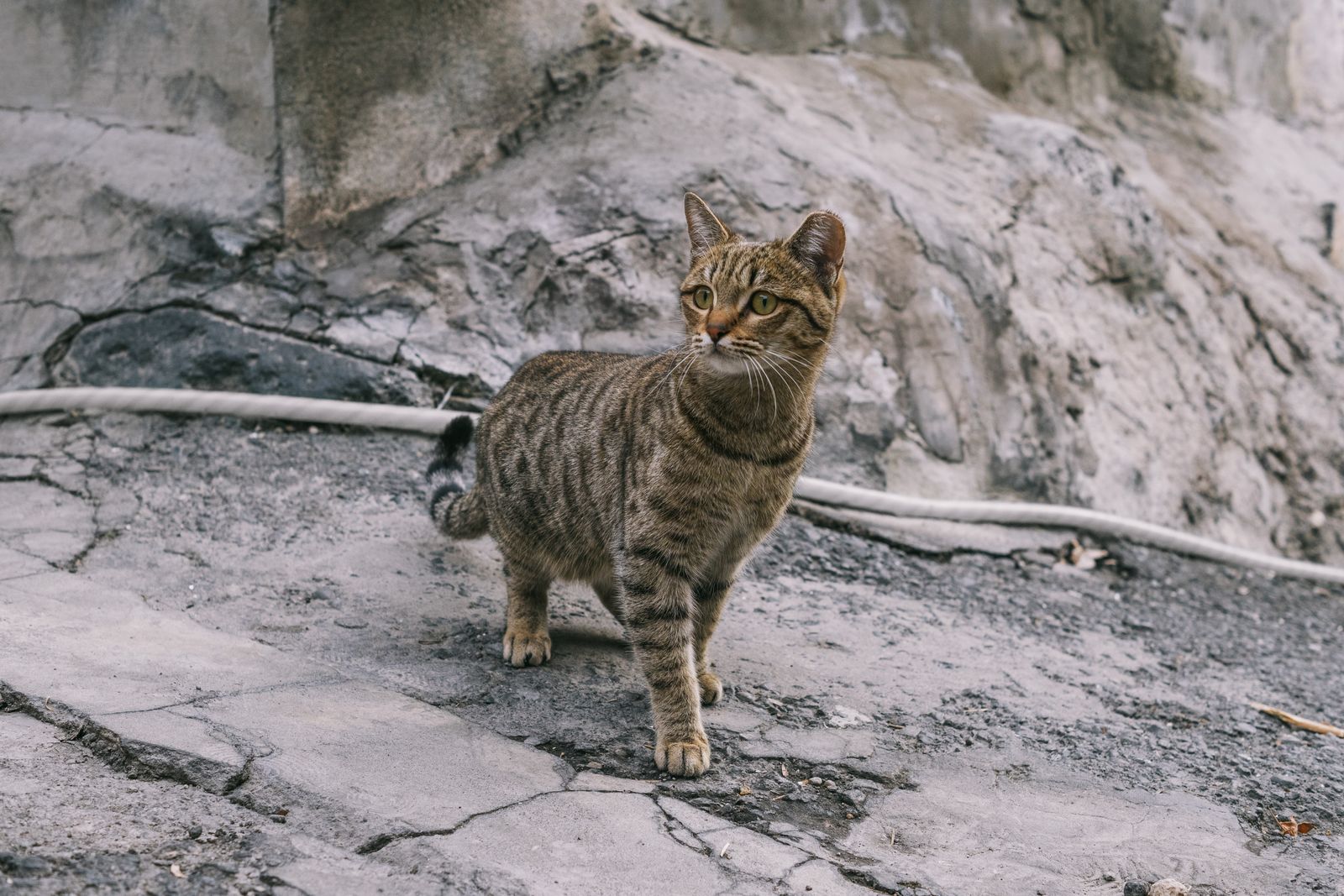 Котик из Конда