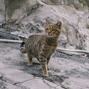 Котик из Конда