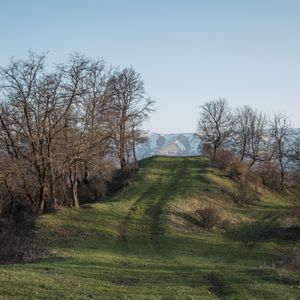 Первая зелень на лесной дороге