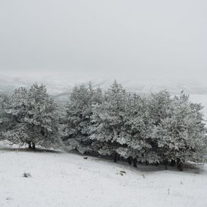 Чёрно-белое царство