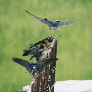 Молодые ласточки